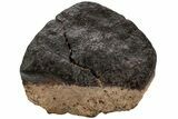 Chondrite Meteorite ( g) - Western Sahara Desert #222640-1
